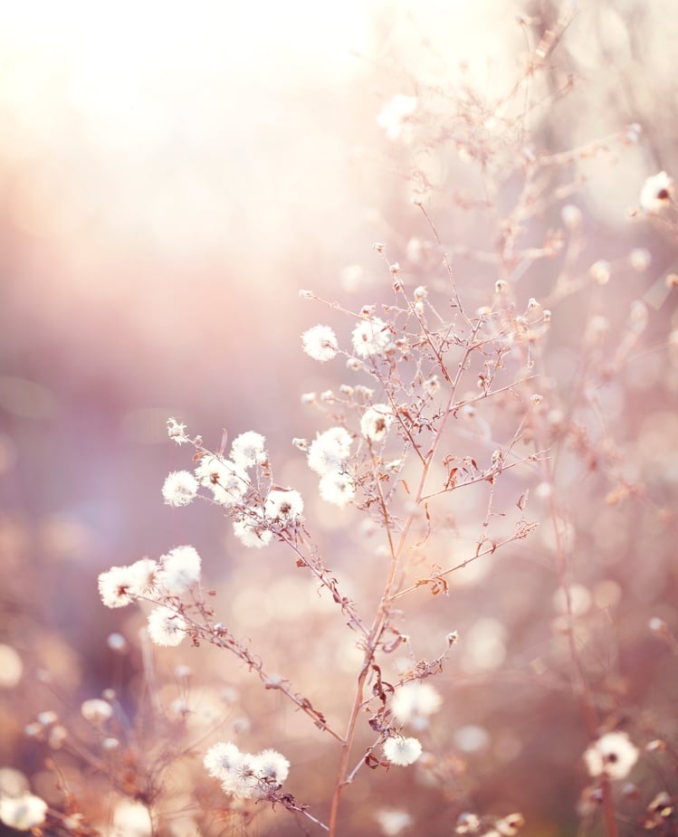 Winter field flower